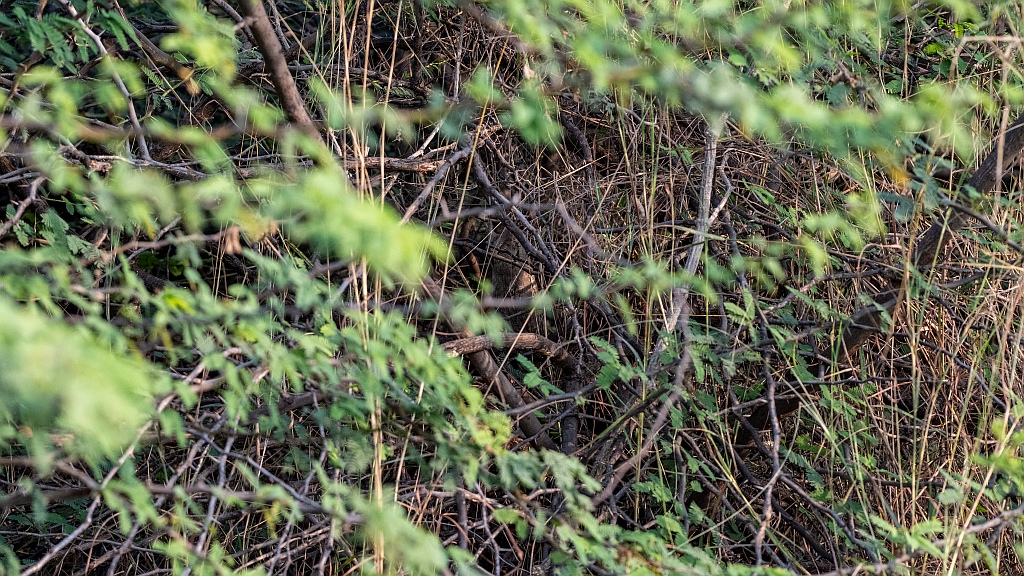 Pallid Scops Owl